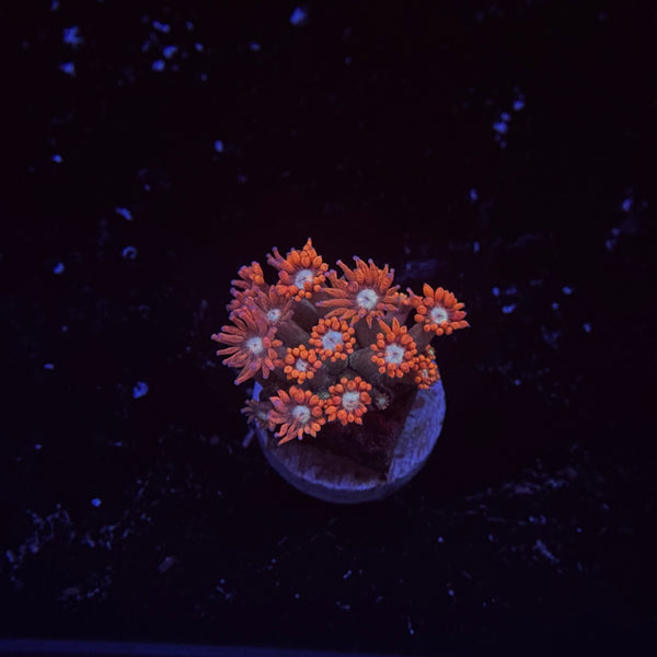 Valentine Goniopora