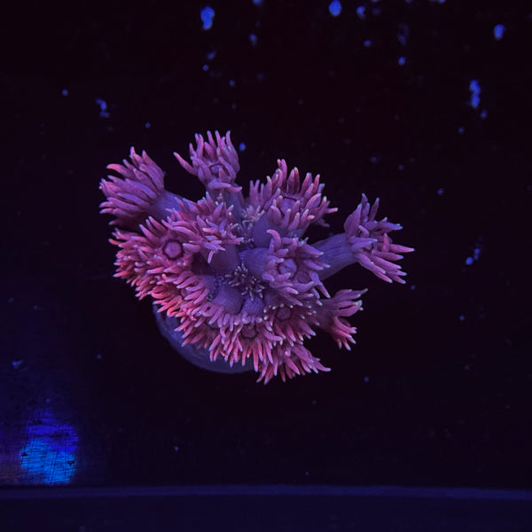 Cloud Burst Goniopora