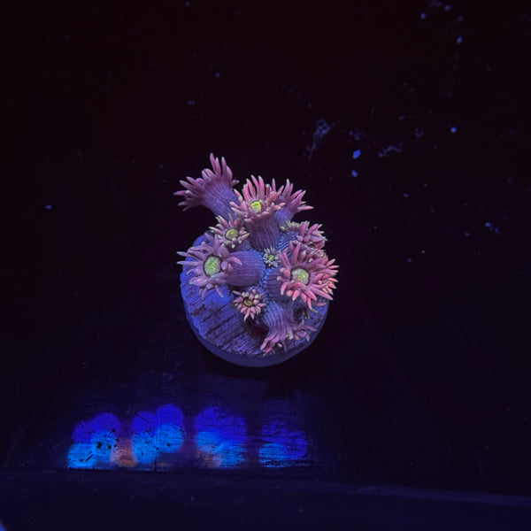 Electric Daisy Goniopora