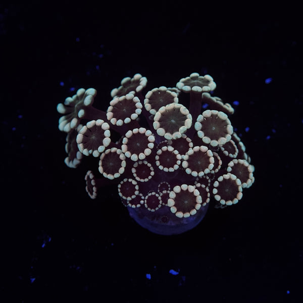 Irish Alveopora