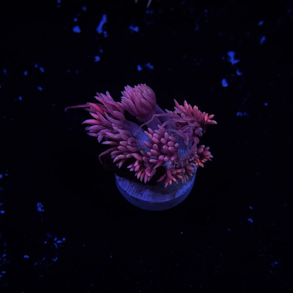 Cloud Burst Goniopora