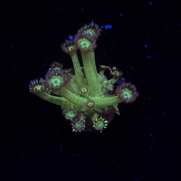 Lilac Pistaccio Goniopora