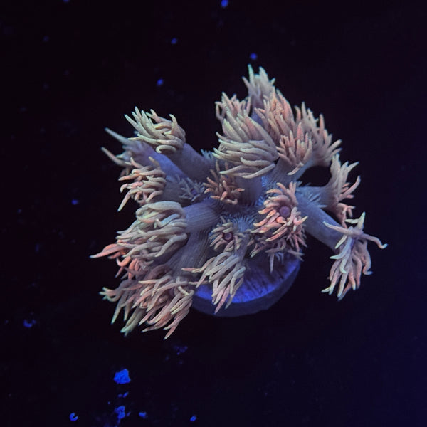 Rainbow Goniopora