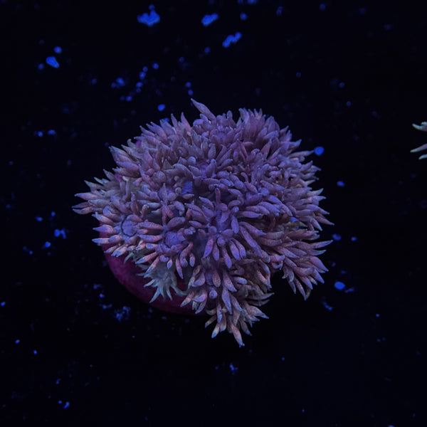 Rainbow Goniopora