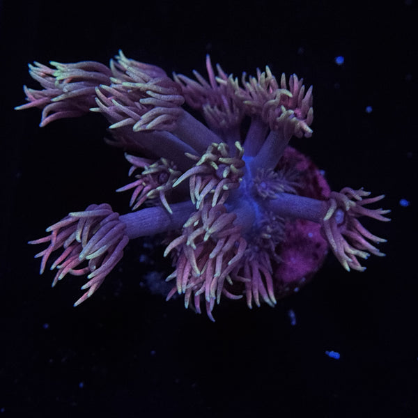 Pixie Stix Goniopora