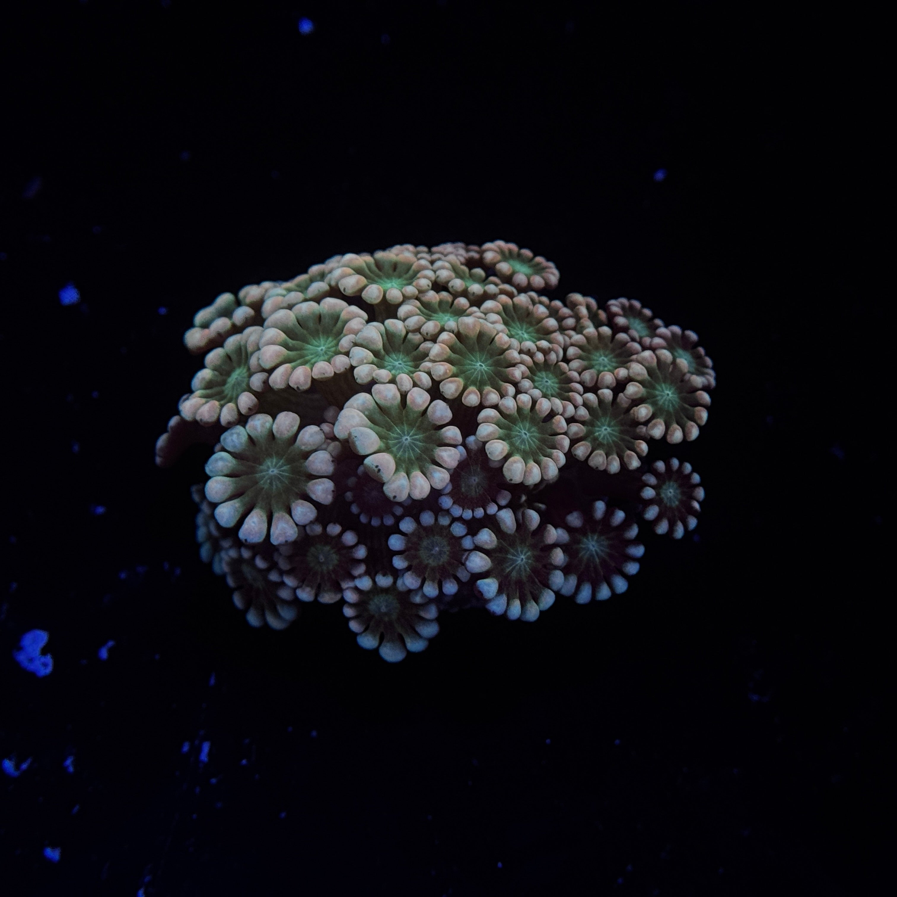 Morning Sunrise Alveopora