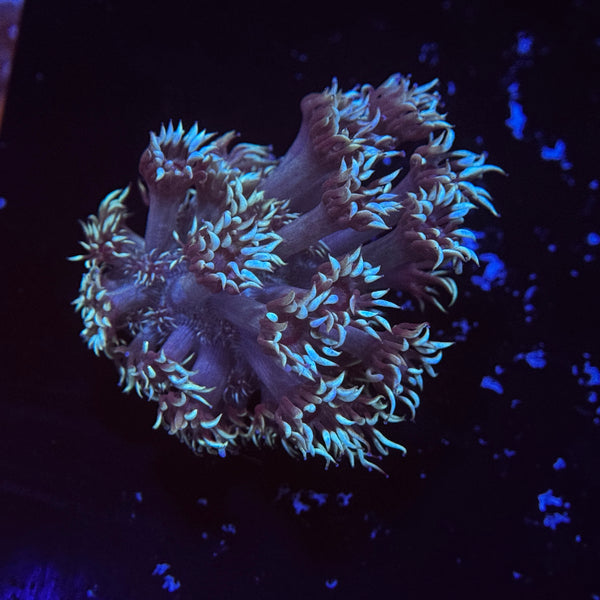 Avatar Goniopora