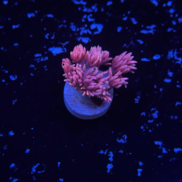 Cloud Burst Goniopora