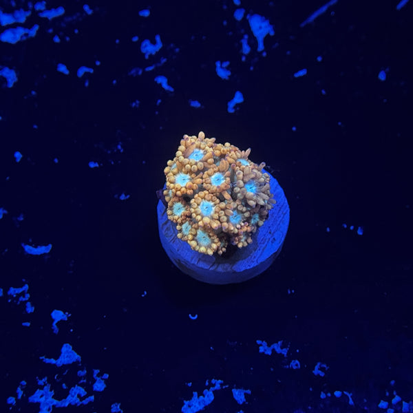 Valentine Goniopora