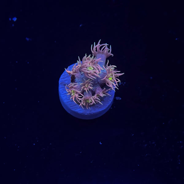 Rainbow Goniopora