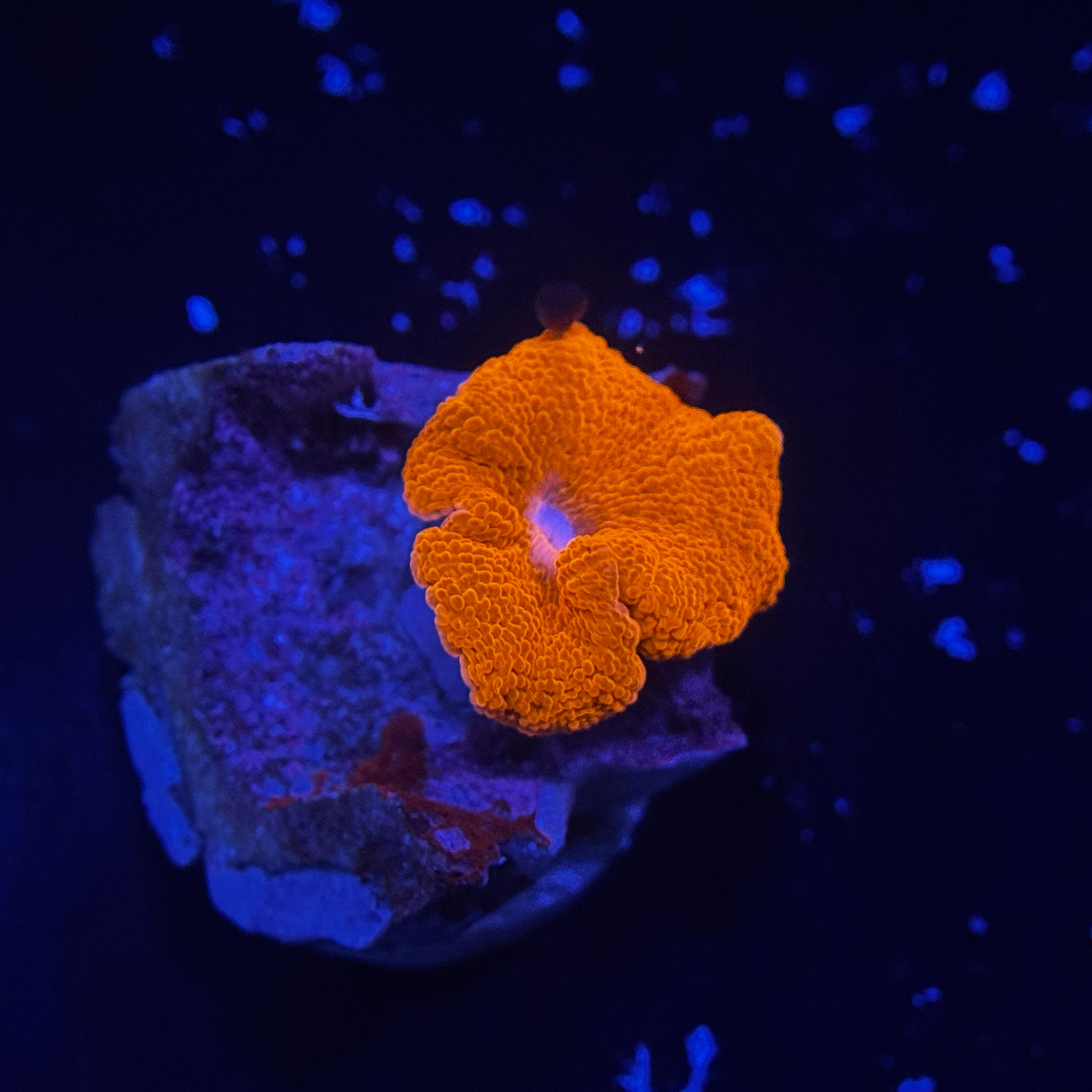 Orange Discosoma Mushroom