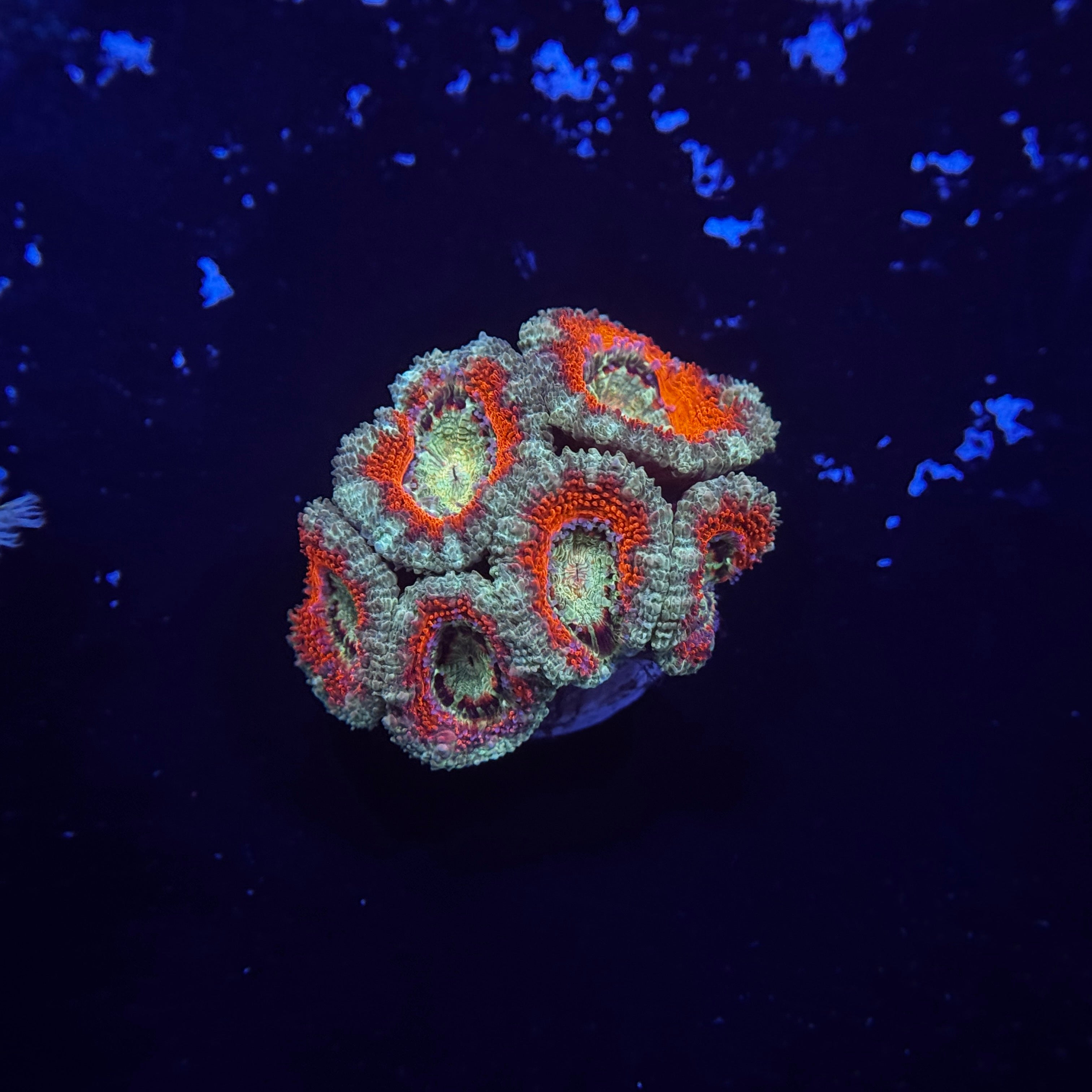 Red Acan Lord