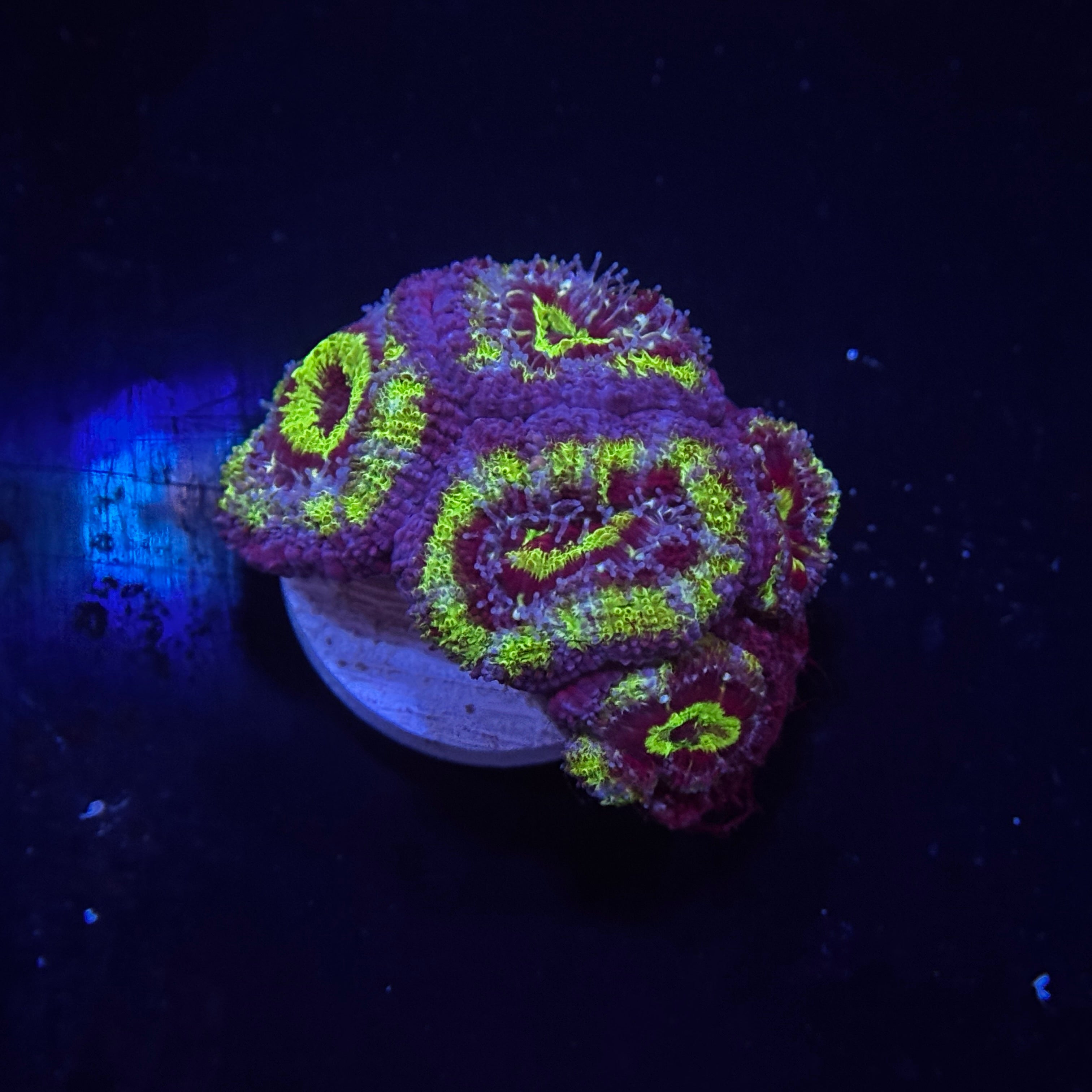 Green Acan Lord