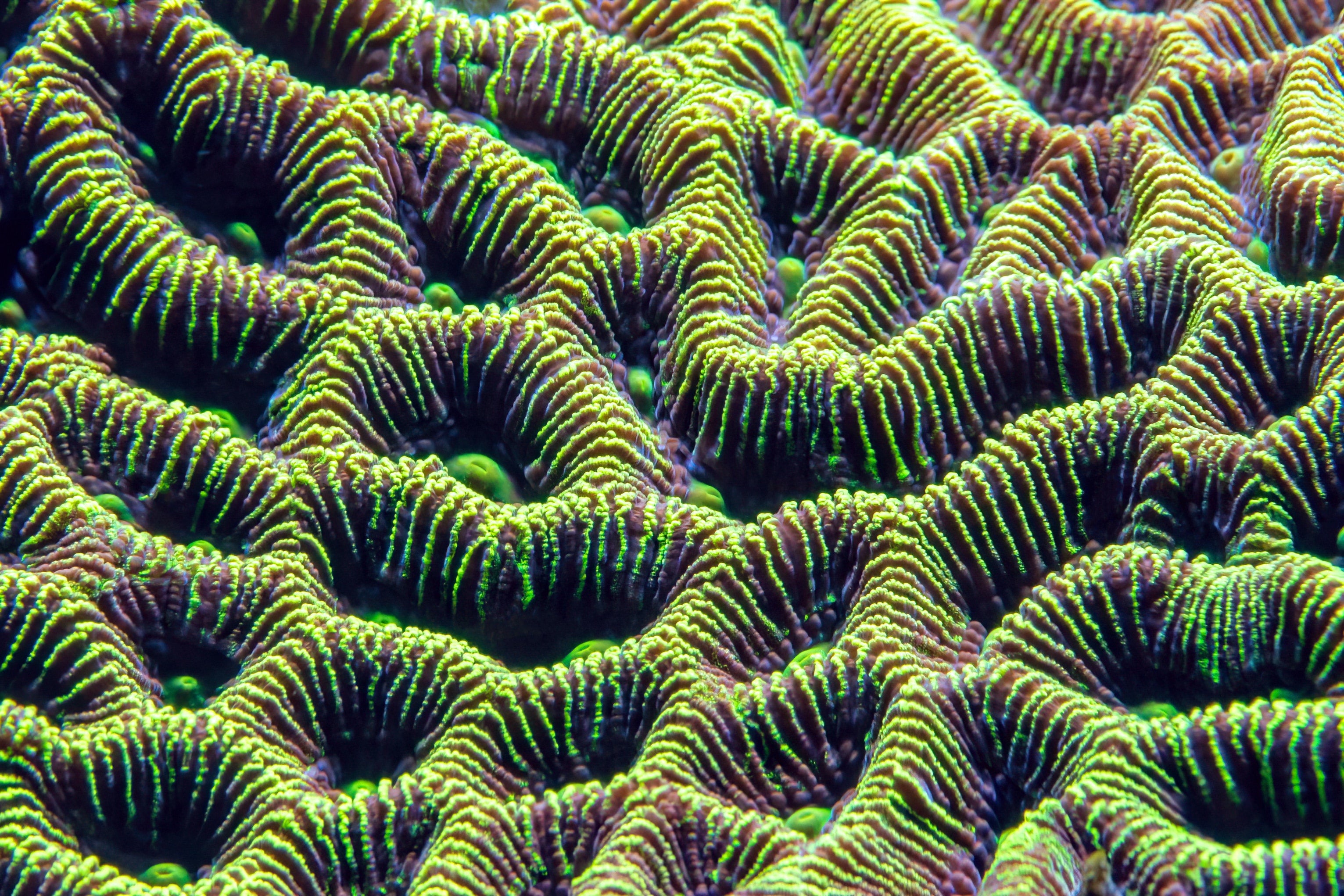 Shop LPS Corals - Add Beauty and Texture to Your Reef Tank