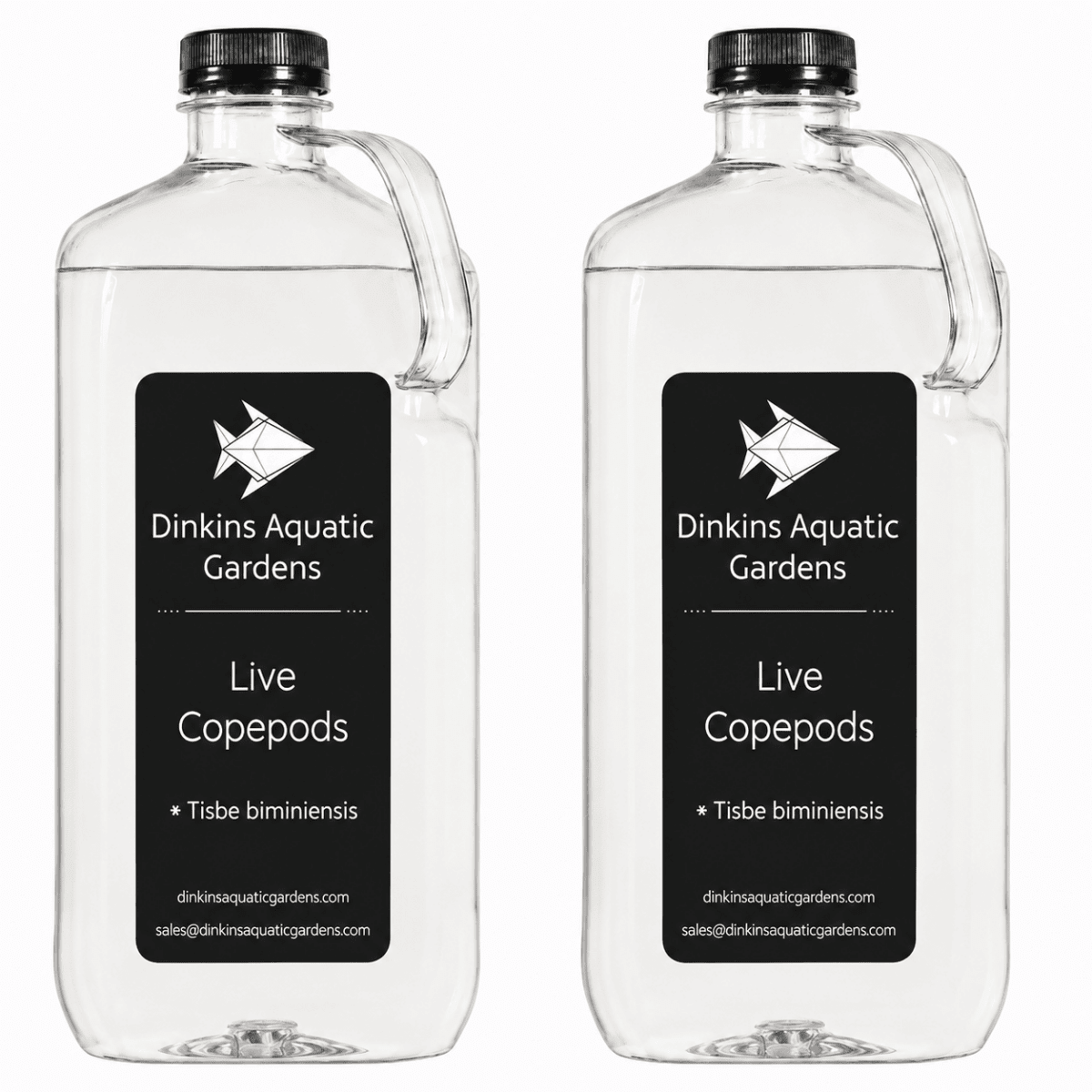 Live Tisbe Copepods (Single Species)
